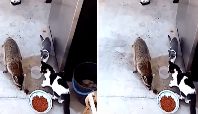 El mapache se acercó para jugar con los gatos, pero terminó llevándose un poco de su comida. Foto: captura de TikTok