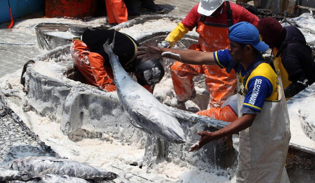 La modificación resolvería los altos niveles de desocupación de los pescadores atuneros. Foto: Andina