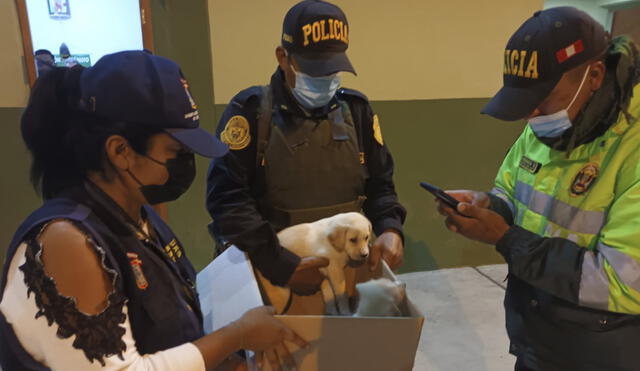 Animales serán evaluados por personal especializados de la MPCh. Foto: Ministerio Público de Lambayeque.