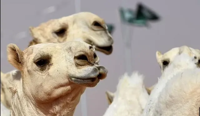 Camellos en un concurso anual en Arabia Saudita de 2018. Foto: AFP