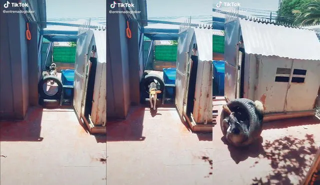Dos perritos se salvaron de dar vueltas dentro de la llanta. Foto: captura de TikTok