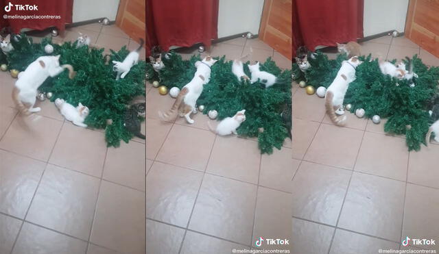 En total fueron 7 gatitos los que se divirtieron con el árbol navideño. Foto: captura de TikTok