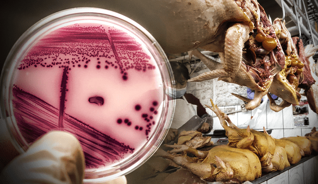 Bacterias aisladas mostraron resistencia a la colistina, un antibiótico de última línea. Foto: composición/La República