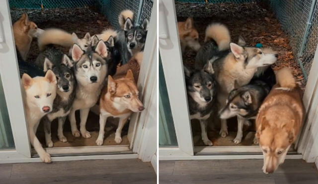 Ante el alboroto que armaron sus perros dentro de su patio, una joven les dio una indicación para que ingresen a su hogar de manera ordenada. Foto: captura de Facebook