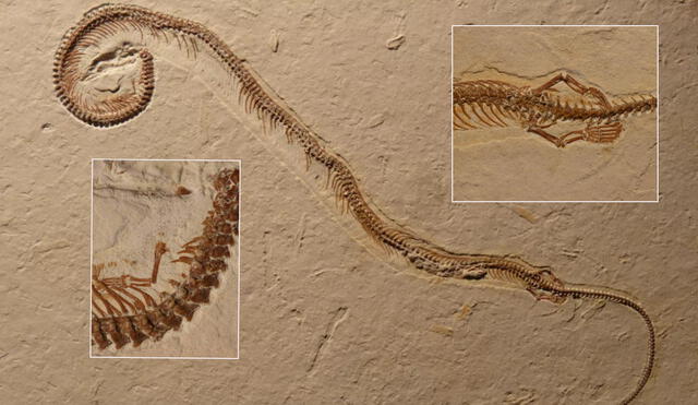 Tetrapodophis amplectus, descrito en 2015, fue el principal candidato de una serpiente primigenia con cuatro patas. Foto: composición / Dave Martill / University of Portsmouth