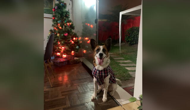 Perrito tiene un año y es cariñoso, además le gusta comer sus croquetas y es obediente. Foto: Diana Chavez