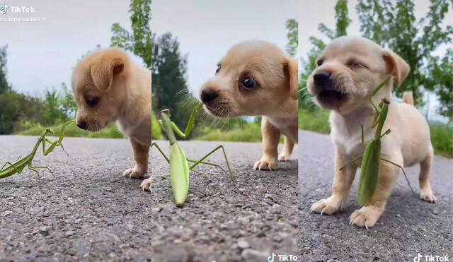 Los internautas quedaron conmovidos con el video compartido por @cutepetowner777, usuario que suele publicar enternecedores momentos de sus mascotas. Foto: captura de TikTok