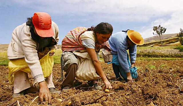 Crecimiento del subsector agrícola fue impulsada por la mayor producción de rocoto. Foto: Midagri.