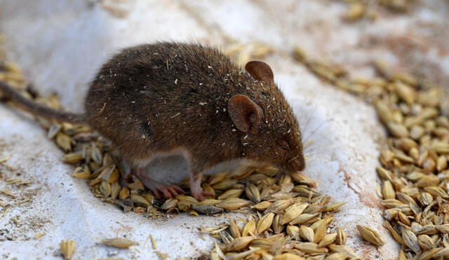 El ratón de laboratorio estaba infectado con COVID-19. Foto: referencial /AFP