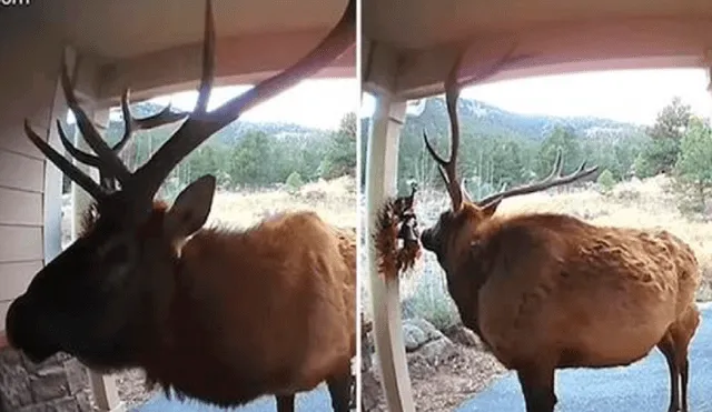 El animal sorprendió a los usuarios en redes sociales por su gran habilidad para tocar el timbre. Foto: captura de YouTube