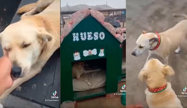 Los canes fueron adoptados por la PNP. Foto: Policía Nacional del Perú/Facebook