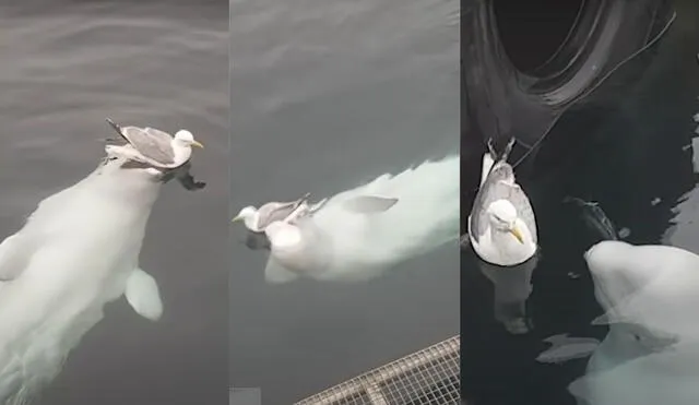 "Me sorprende lo interesada que está la ballena beluga en jugar y no en comérsela", fue el comentario de algunos de los usuarios en la red. Foto: captura de YouTube