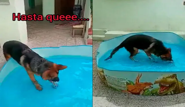 El perrito comenzó no dejó de jugar y saltar en la piscina que sus dueños le compraron. Foto: captura de TikTok