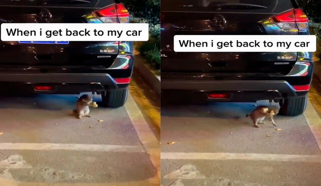 El gatito se entretuvo con los muñecos de patos que colgaban del parachoques trasero del carro. Foto: captura de TikTok