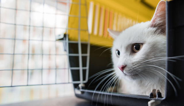 Mascotas deben viajar en kennels o cajas transportadoras para no incomodar a otros pasajeros. Foto: BraunS/Getty Images