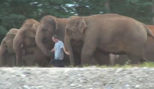 El asombroso reencuentro ente un grupo de elefantes y su cuidador tras un año sin verse. Foto: captura de TikTok.