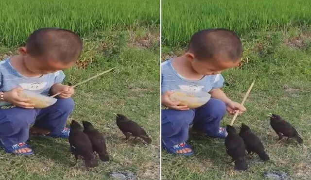 Un niño alimenta dulcemente a cuatro pajaritos y se roba el corazón de miles. Foto: captura de TikTok