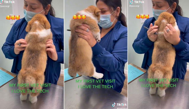 La cuidadora del perrito comenzó a grabar este tierno comportamiento y las imágenes no tardaron en volverse tendencia. Foto: captura de TikTok