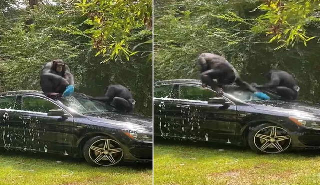 Dos chimpancés lavan con esmero el carro de su cuidador y se vuelven virales. Foto: captura de TikTok.