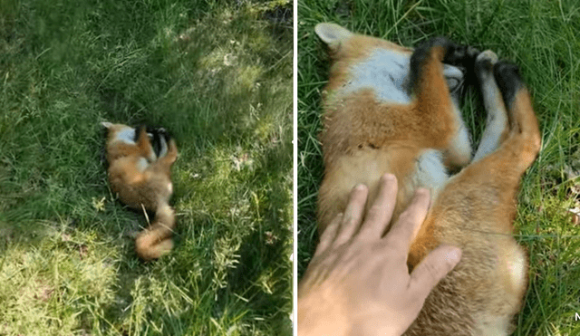 El video ha causado gran sensación en las redes sociales. Foto: captura de Facebook