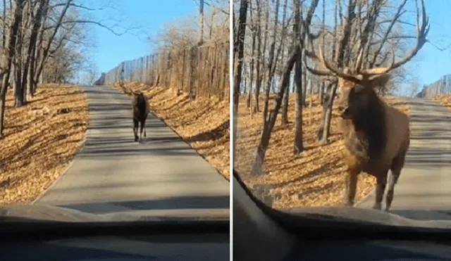 El video ha sido compartido en la página ViralHog. Foto: captura de Facebook