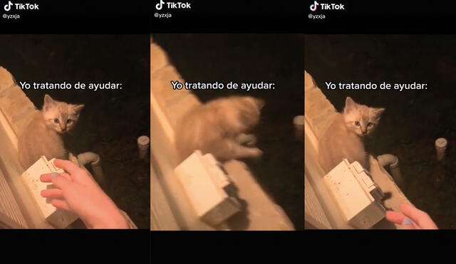 El animal se asustó al ver de cerca la mano de la chica. Foto: captura de TikTok