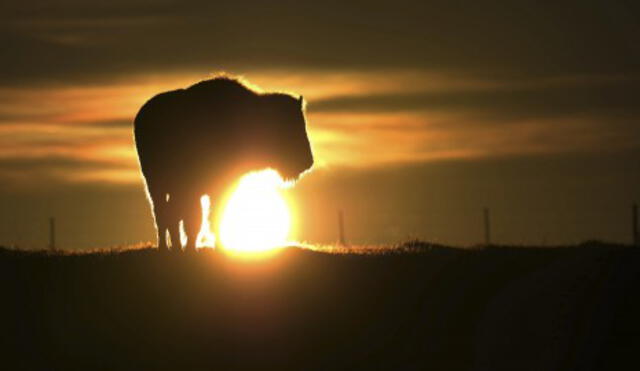 El bisonte americano mide unos 1,6 metros de altura y pesa alrededor de una tonelada. Foto: Felix Kaestle/EFE. Video: CEMEX.