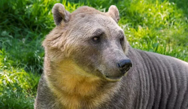 El primer avistamiento de un oso grolar ocurrió en 2006, cuando un cazador en el Ártico de Canadá mató a lo que creía era un oso polar y descubrió una especie mezclada. Foto: Philippe Clement / Arterra / Universal Images Group