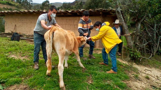 Promotores agropecuarios capacitan a criadores de ganado lechero en San Marcos. Foto: Gobierno Regional de Cajamarca.