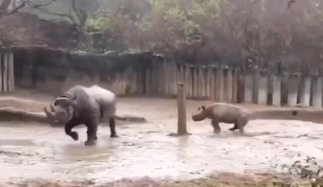 Un pequeño rinoceronte aprovechó un momento de distracción de su mamá para hacer de las suyas dentro del zoológico. Foto: captura de YouTube