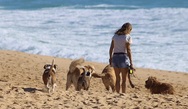 Varios dueños de perros afirmaron que sus mascotas se han enfermado después de sus viajes costeros en Yorkshire. Foto: referencial/Inonoyazy