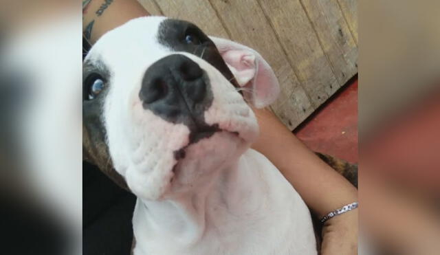 Perro estuvo más de 12 horas en un establecimiento veterinario. Foto: captura de Latina
