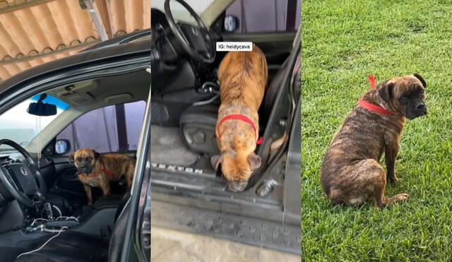 La joven de usuario @heidycava es amante de los animales y lo demuestra en sus redes con sus 12 perros y ocho gatos que se divierten con ella en el patio de su casa. Foto: captura de TikTok