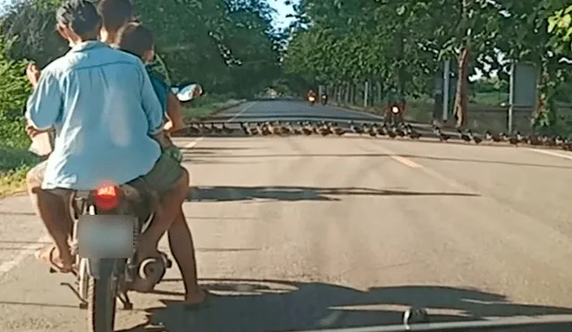 El paso del enorme número de plumíferos animales impidió que los autos continúen su viaje. Foto: captura de YouTube