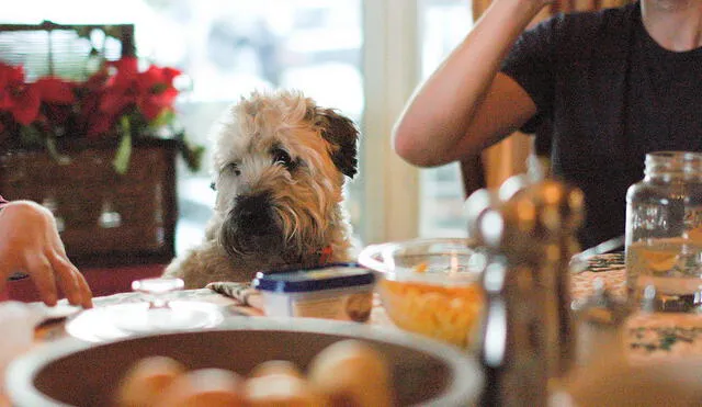 Los perros son tan queridos en la familia que tienen un lugar en la mesa navideña. Foto: Instituto Perro