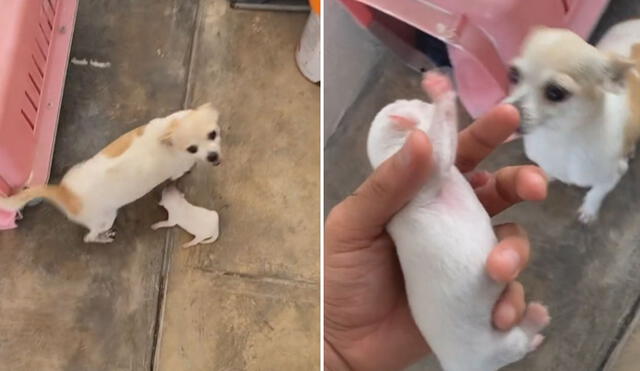 Todo quedó registrado por el cuidador de la perrita, quien solo intentaba conocer cuál sería la reacción de su mascota, pues acababa de ser mamá. Foto: captura de TikTok