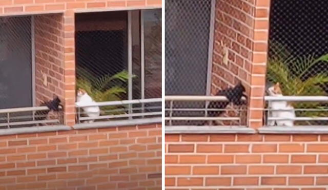 Un travieso animal descubrió que una felina vivía a su costado y no dudó en llamarla para verla, pese a que estaban separados por un muro. Foto: captura de Facebook