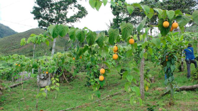 Con capacitación a agricultores buscan mejorar la producción de granadilla en Cajamarca. Foto: Gobierno Regional de Cajamarca.