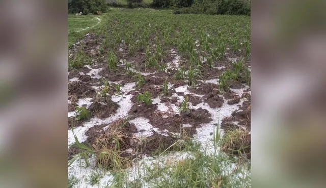 En la sierra de la región Áncash se reportan intensas lluvias y granizada. Foto: COER Áncash.