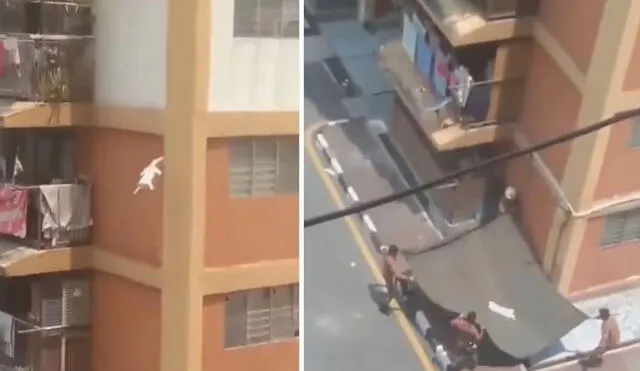 Vecinos salvan a un gato que caía desde el décimo piso de un edificio. Foto: captura de TikTok.