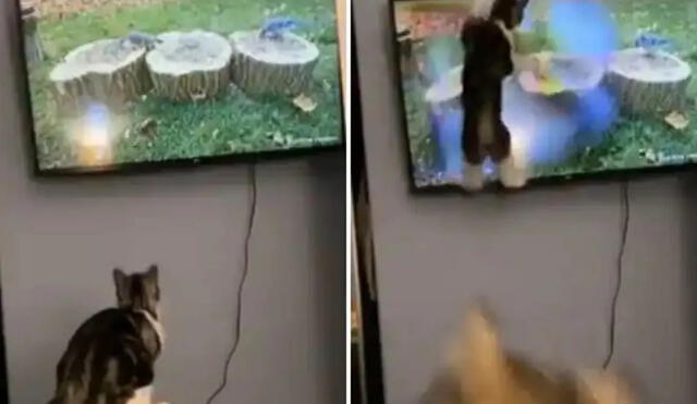 El video suma más de 17.900 ‘me gusta’ y muestra a un gato y un perro viendo la televisión juntos. Foto: captura de TikTok