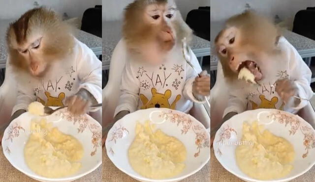 Monito se alimenta de una manera muy educada y sorprende las redes. Foto: captura de TikTok.