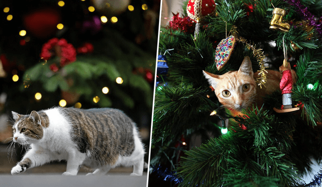 No es raro que los gatos ingieran objetos brillantes como adornos de Navidad. Fotos: composición LR/AFP/EFE