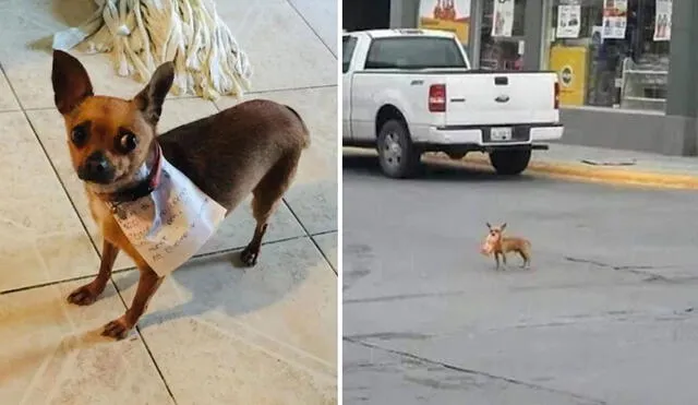 Un joven escribió una carta y la colocó en el cuello de su querida mascota, con el propósito de que lo llevará al local de su vecino para que lo lea. Foto: Antonio Muñoz/ Facebook