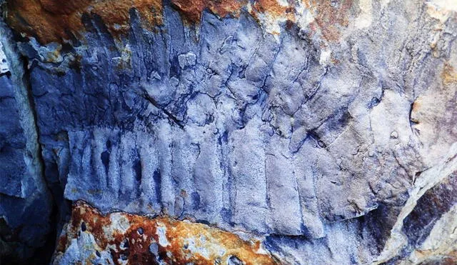 Segmento fosilizado del milpiés gigante Arthropleura, encontrado en una roca de arenisca en el norte de Inglaterra. Foto: Neil Daves