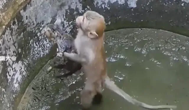 Monito pone en riesgo su vida al tratar de rescatar a un gato bebé que cayó en un pozo.