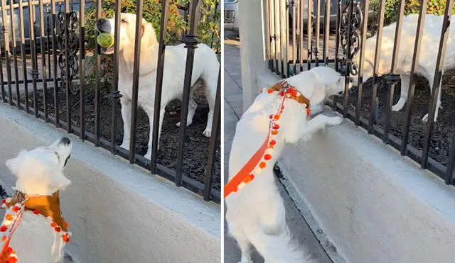 Una perrita se emocionó al conocer a su ‘nueva vecina’ que se mudó a su vecindario, por ello, el entregó su juguete favorito para que se diviertan juntos. Foto: captura de Facebook