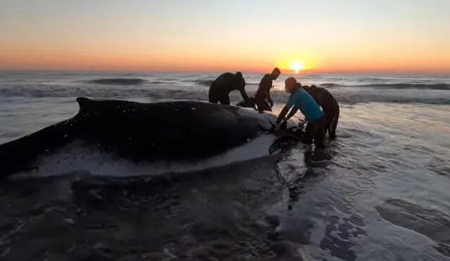 Los trabajadores de una organización recibieron el reporte sobre unas ballenas que corrían peligro al quedar varadas en la costa de Argentina. Foto: captura de YouTube