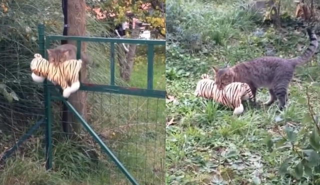 El tierno gatito no se separó del peluche en ningún momento ya que prefería jugar con él en el jardín de su casa. Foto: captura de TikTok