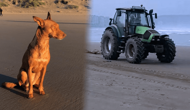 Lanna, la perrita que murió en un incidente con un tractor en una playa asturiana. Foto: Instagram/DogSoul